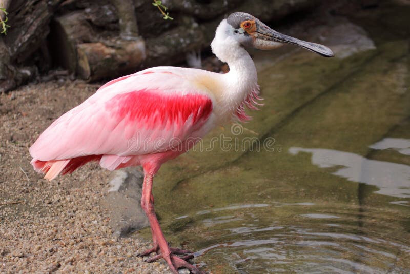 Roseate spoonbill