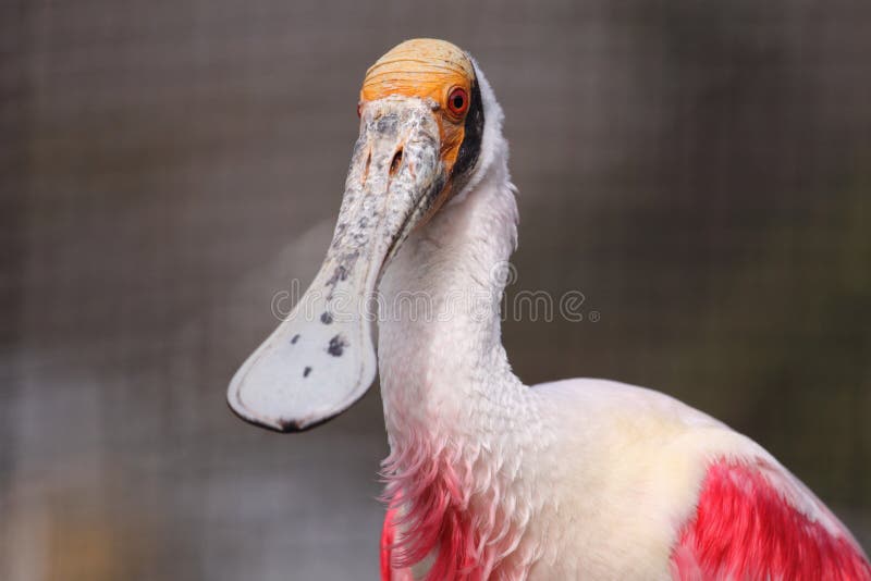 Roseate spoonbill