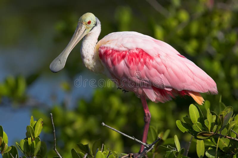 Roseate Spoonbill (Ajaia ajaja)