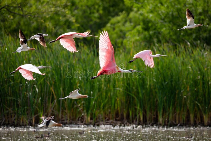 Roseate Spoonbill in flight