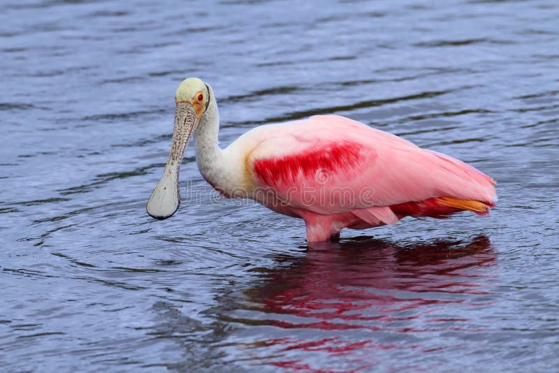 Roseate Spoonbill (Platalea ajaja) wading in the Florida Everglades. Roseate Spoonbill (Platalea ajaja) wading in the Florida Everglades