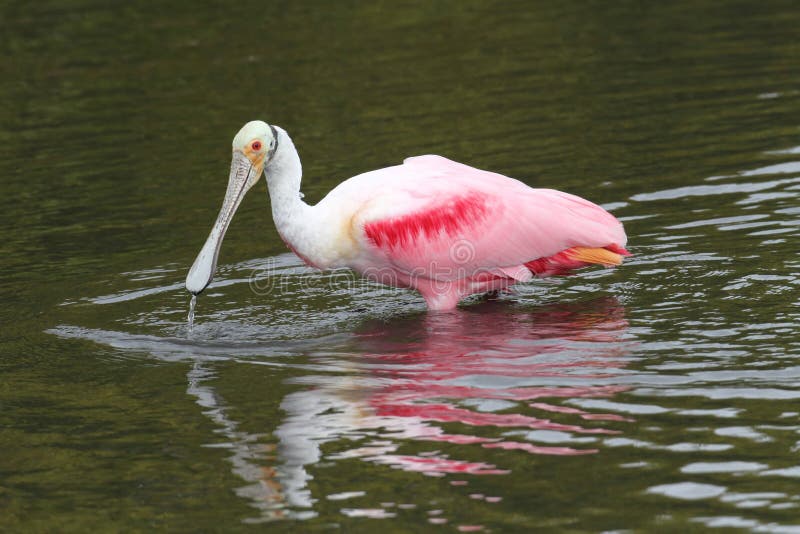 Roseate Spoonbill (Platalea ajaja) wading in the Florida Everglades. Roseate Spoonbill (Platalea ajaja) wading in the Florida Everglades