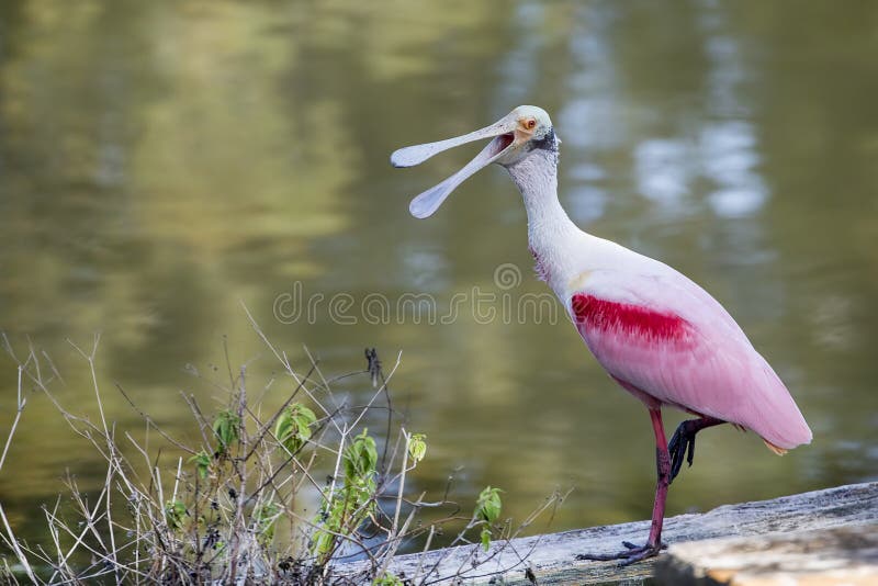 Roseate Spoonbill