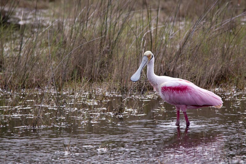 Roseate spoonbill stock photos Roseate spoonbill stock photos