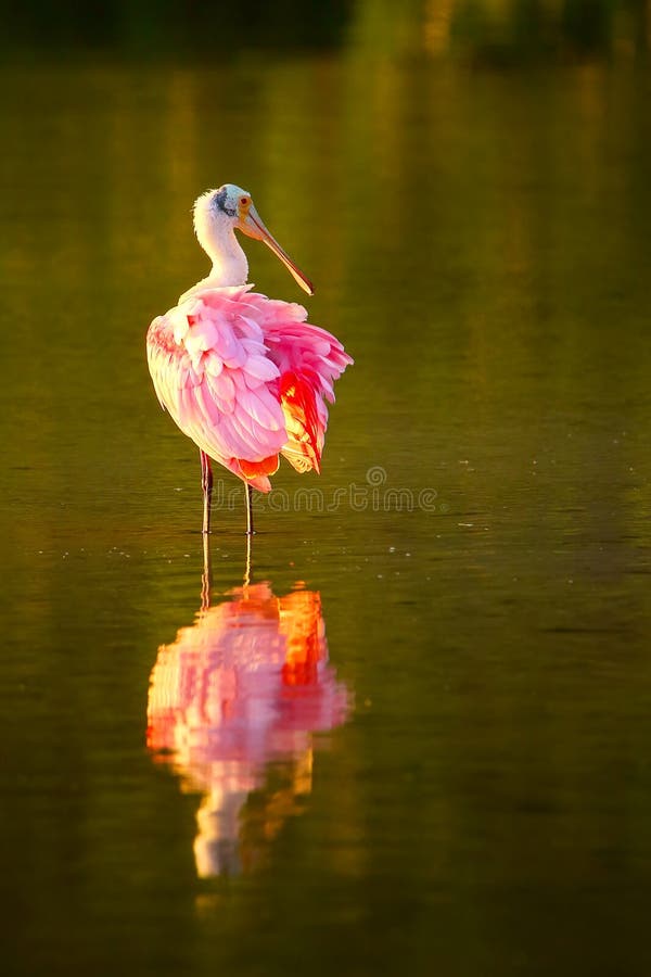 Roseate spoonbill (Platalea ajaja) wading in water