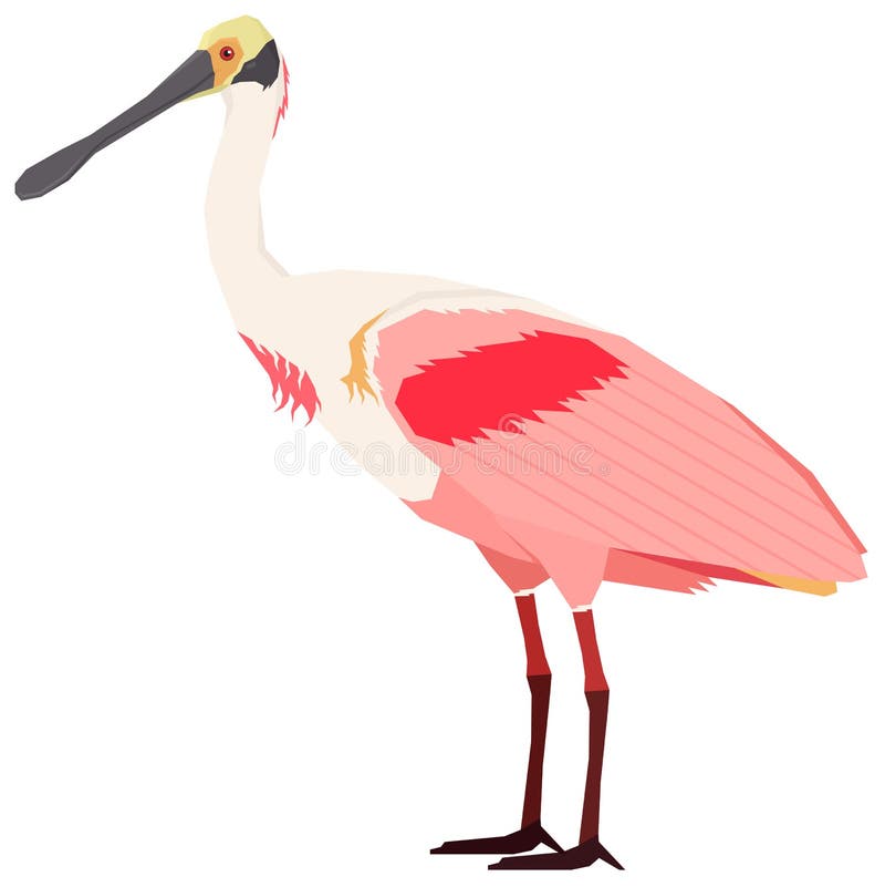 Download Roseate Spoonbill Vector Illustration Isoliertes Objekt ...