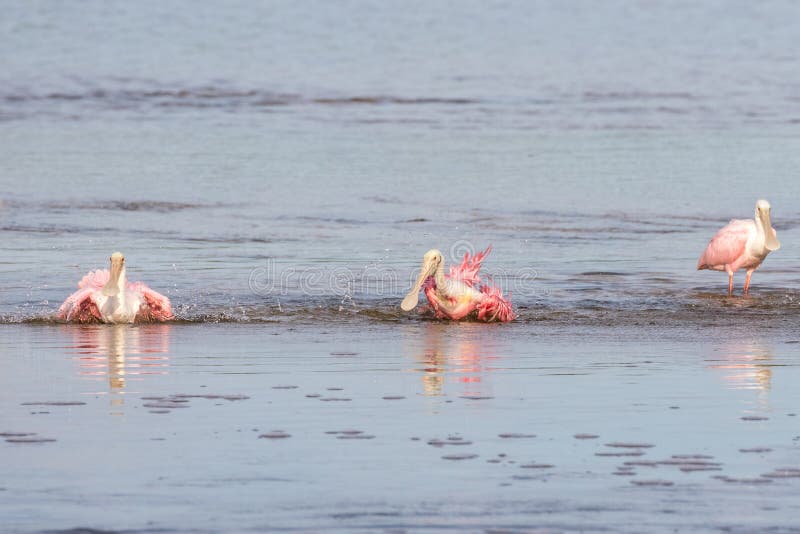 Roseate Spoonbills som badar, J n Ding Darling National Wildl arkivfoto Roseate Spoonbills som badar, J n Ding Darling National Wildl arkivfoto