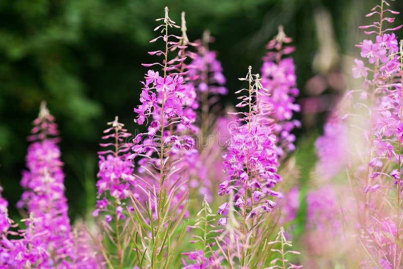 Rosebay willowherb or fireweed closeup, violet, purple flower background. Nature stock photography Rosebay willowherb or fireweed closeup, violet, purple flower background. Nature stock photography