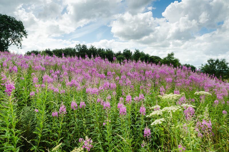 Rosebay Willowherb wildflower