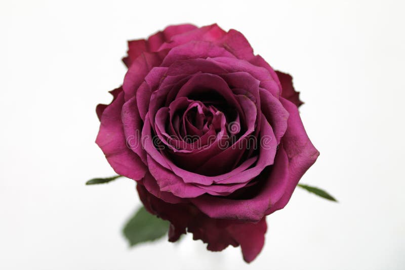 Roseberry Rose cerrar Backgrole blanco foto de archivo Roseberry Rose cerrar Backgrole blanco foto de archivo