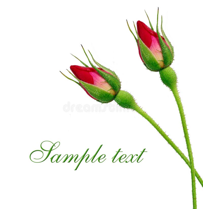 Rosebud Stock Illustrations – 5,615 Rosebud Stock Illustrations, Vectors &  Clipart - Dreamstime