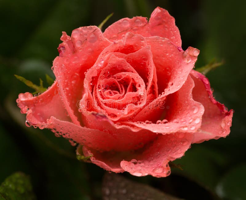 Rosebud in the dew drops stock photo. Image of gift, holiday 65339256
