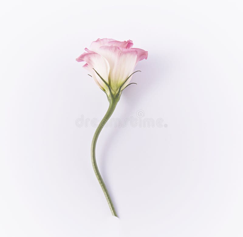 Rosebud Pink Stock Image Image Of Nature Rose Pink 95260621