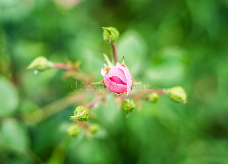 Pretty Red Rosebud Macro in a Garden Stock Photo Image of flowerbud