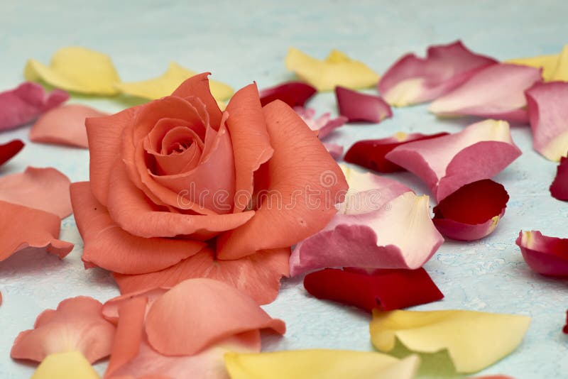 Rosebuds and Rose Petals on a Blue Background Backdrop Stock Image