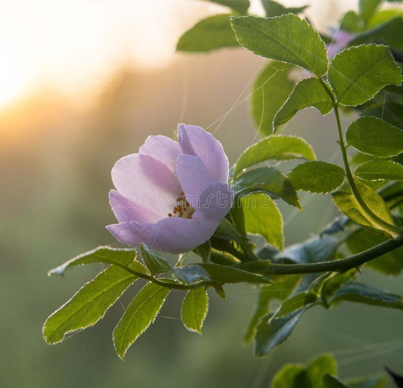 Wild rose flower in the morning dew and in cobwebs. Wild rose flower in the morning dew and in cobwebs