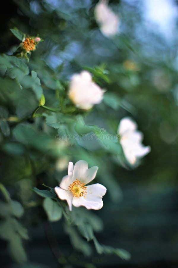 Rosehip shrub, flowering plant with beautiful bokeh