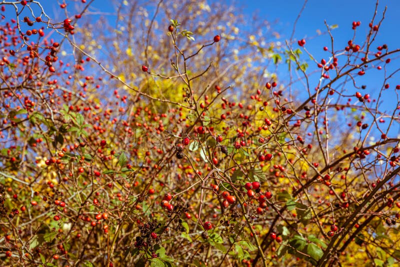 Šípky a trnky - podzimní plody přírody