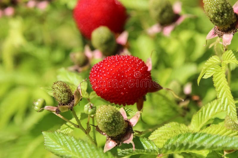 Roseleaf bramble or Mauritius raspberry or thimbleberry or bramble of the Cape. Roseleaf bramble or Mauritius raspberry or thimbleberry or bramble of the Cape