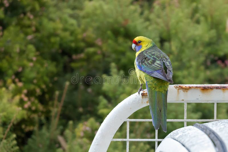 Rosella verde, pájaro tasmano del loro del rosella con la cabeza amarilla, r fotos de archivo libres de regalías Rosella verde, pájaro tasmano del loro del rosella con la cabeza amarilla, r fotos de archivo libres de regalías