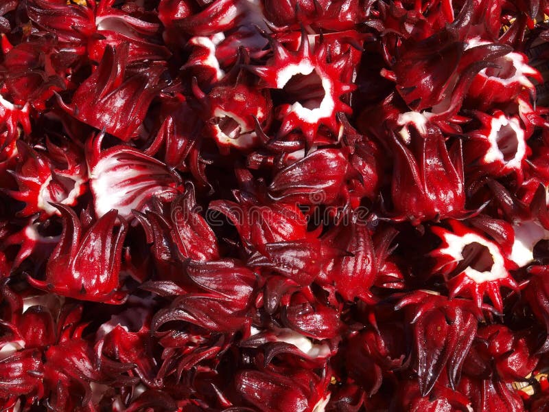 roselle fresco fotografia stock roselle fresco fotografia stock