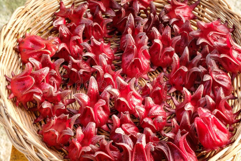 roselle fresco foto de stock royalty free roselle fresco foto de stock royalty free