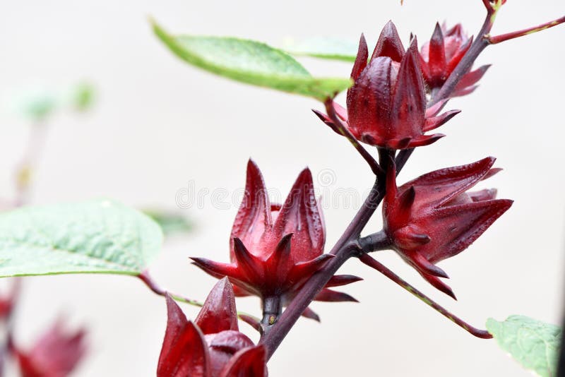 Roselle porte des fruits (sabdariffa L ) image libre de droits Roselle porte des fruits (sabdariffa L ) image libre de droits