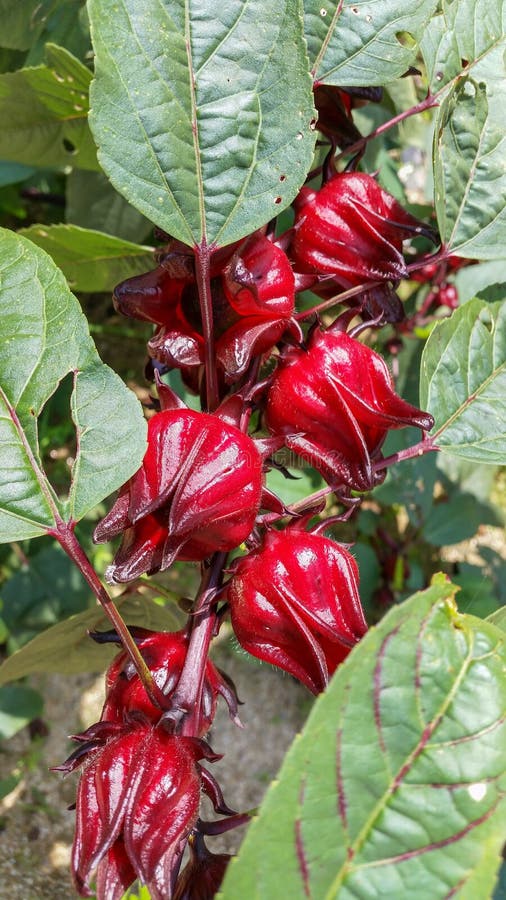 Roselle in tropical garden royalty free stock photography Roselle in tropical garden royalty free stock photography