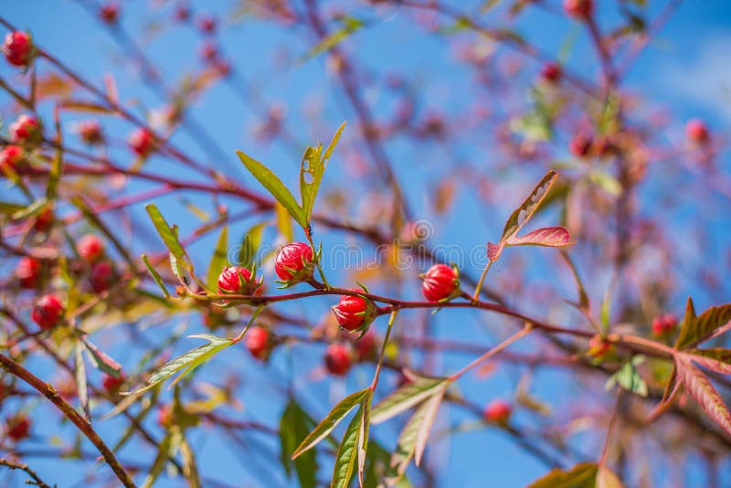 Roselle приносить sabdariffa l гибискуса стоковое фото Roselle приносить sabdariffa l гибискуса стоковое фото