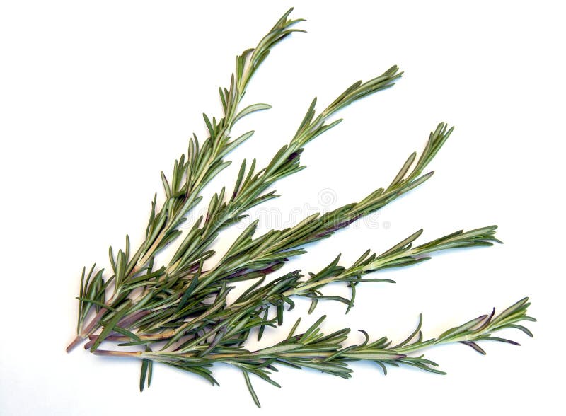 Rosemary