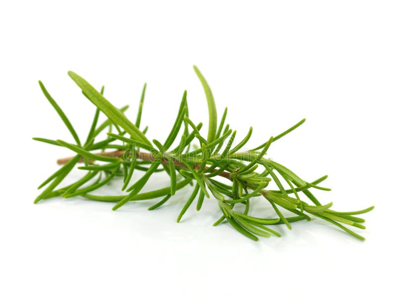 Tarragon leaves stock photo. Image of tarragon, herb, green 3089680