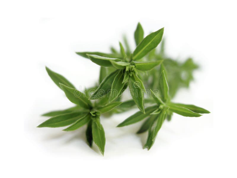 Tarragon herb stock photo. Image of tarragon, isolated 11487652