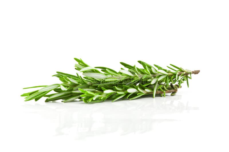 Tarragon herb stock photo. Image of tarragon, isolated 11487652