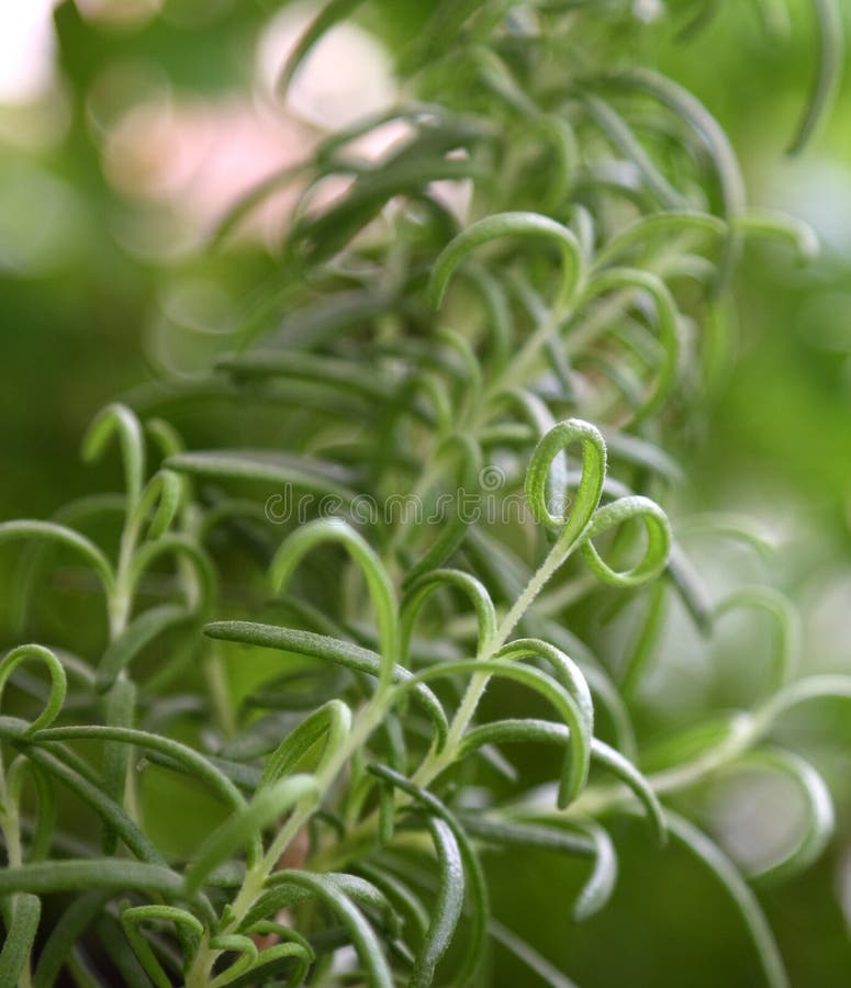 Rosemary stock photos Rosemary stock photos
