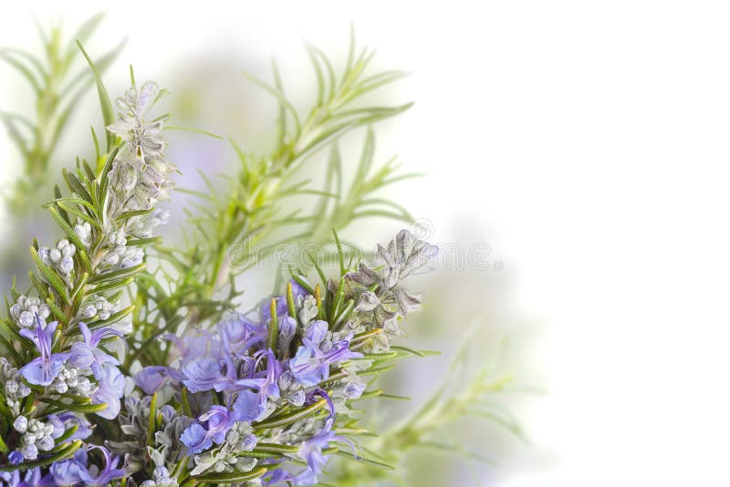 Rosemary. With flowers on blurred background royalty free stock image