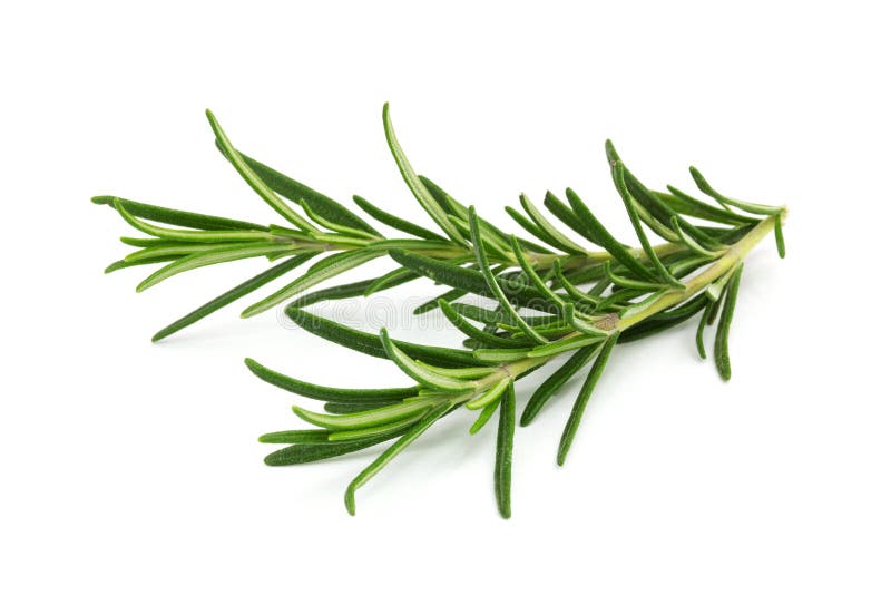Rosemary imagen de archivo libre de regalías