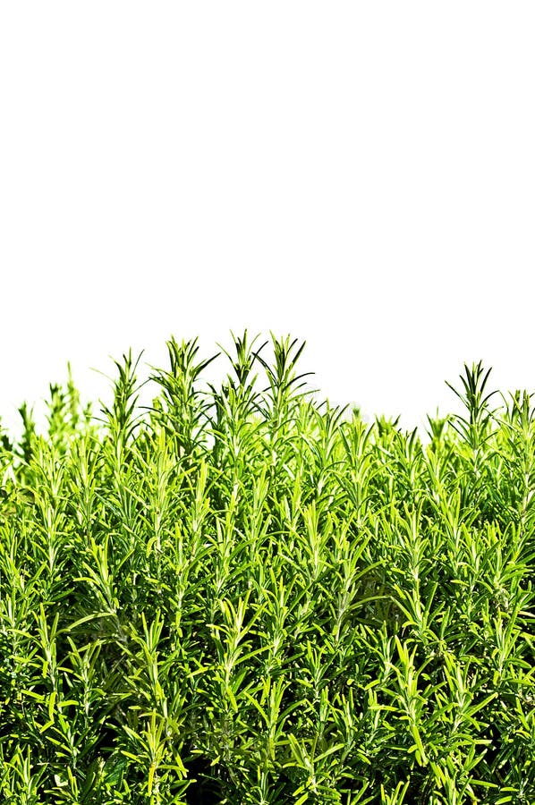 rosemary imagem de stock royalty free rosemary imagem de stock royalty free