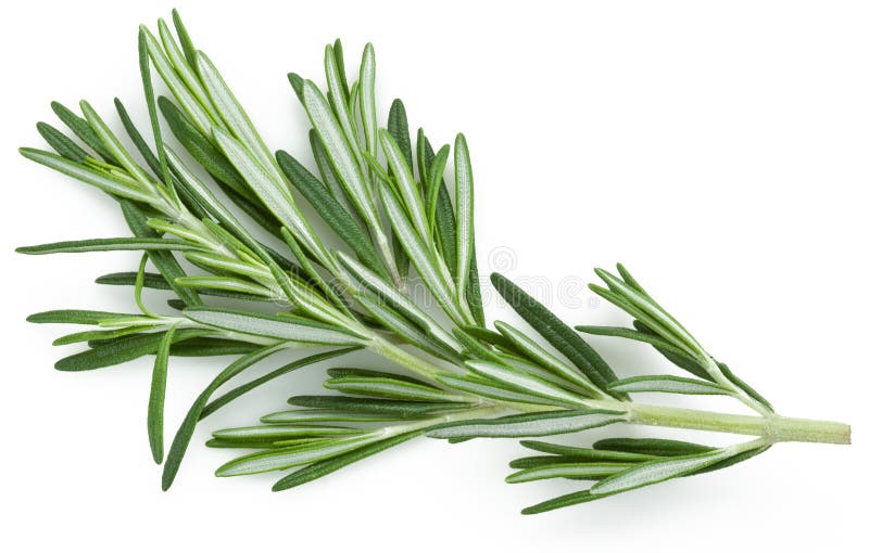 Rosemary