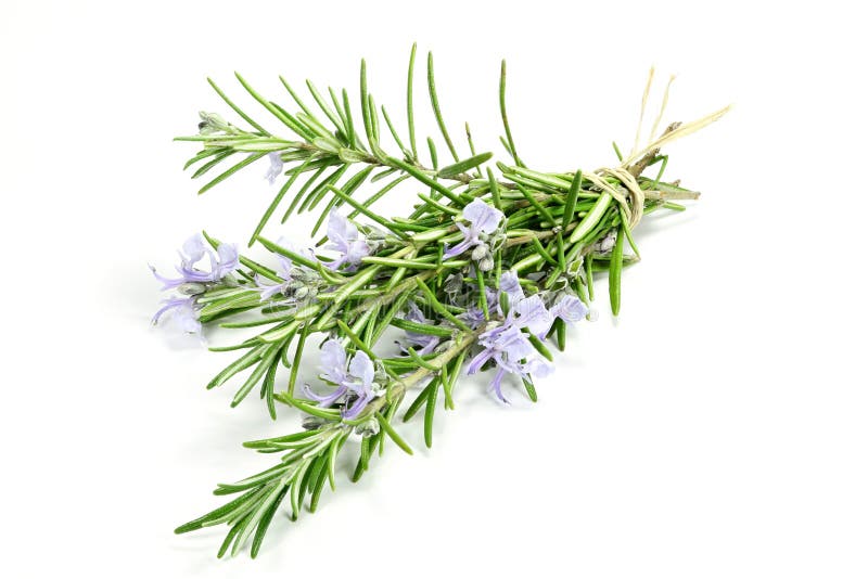 rosemary imagem de stock rosemary imagem de stock