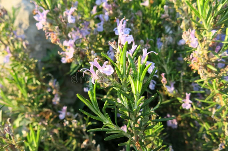 Rosemary