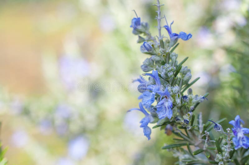 Rosemary in bloom isolated stock image. Image of rosemary 85531949