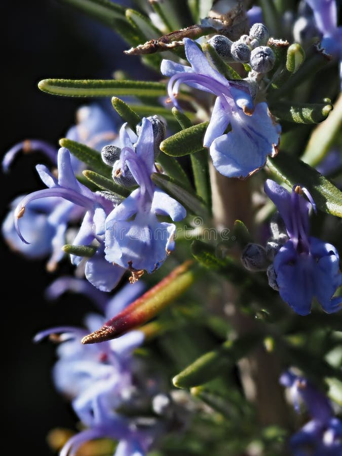 Rosemary bloom closeup stock image. Image of aromatherapy 178451857