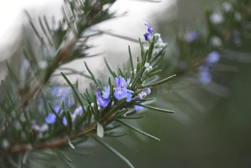 Bouquet Of Fresh Blooming Rosemary Stock Photo Image of horizontal