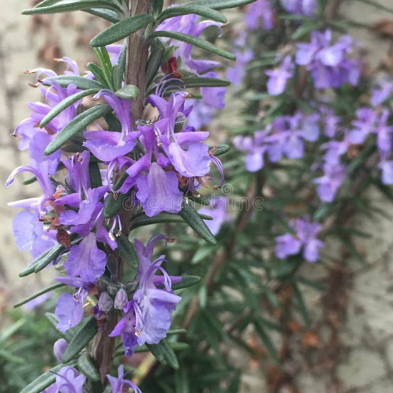 Blooming Rosemary stock image. Image of garden, growth 26625537