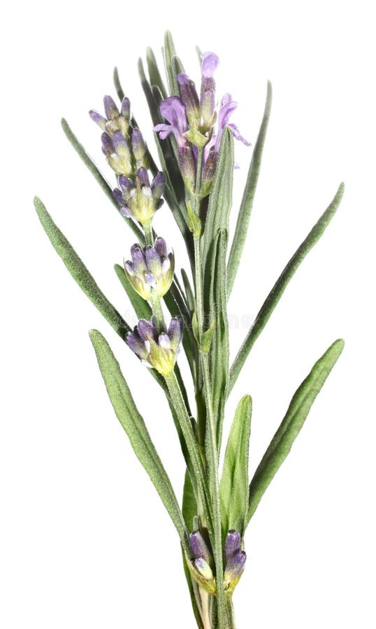102 White Rosemary Blooms Stock Photos Free & RoyaltyFree Stock Photos from Dreamstime