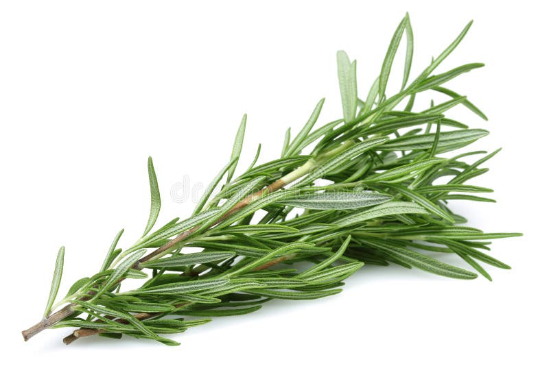 Rosemary. Branch of rosemary on white background royalty free stock image