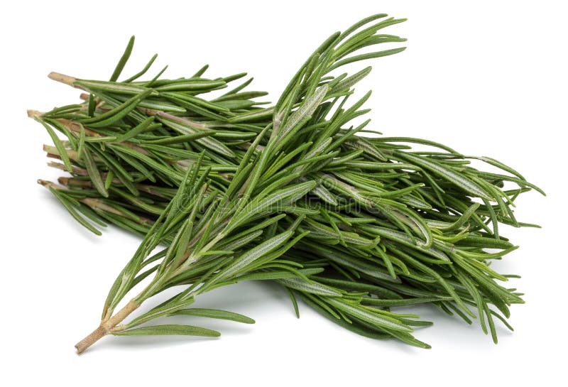 Rosemary