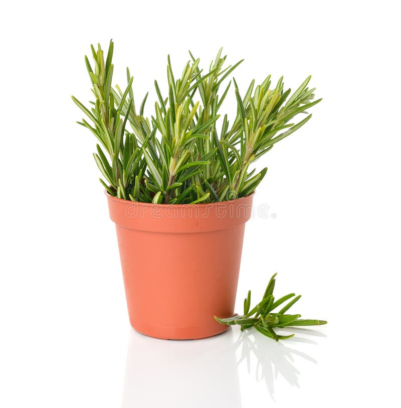 991 Rosemary Brown Pot Stock Photos Free & RoyaltyFree Stock Photos