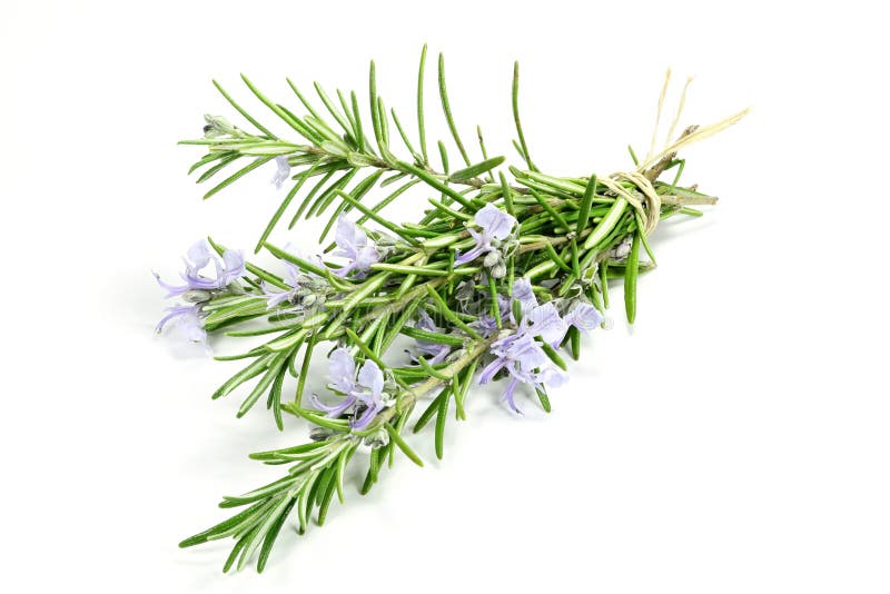 Rosemary stock photo. Image of sent, greek, oils, herbal - 147810