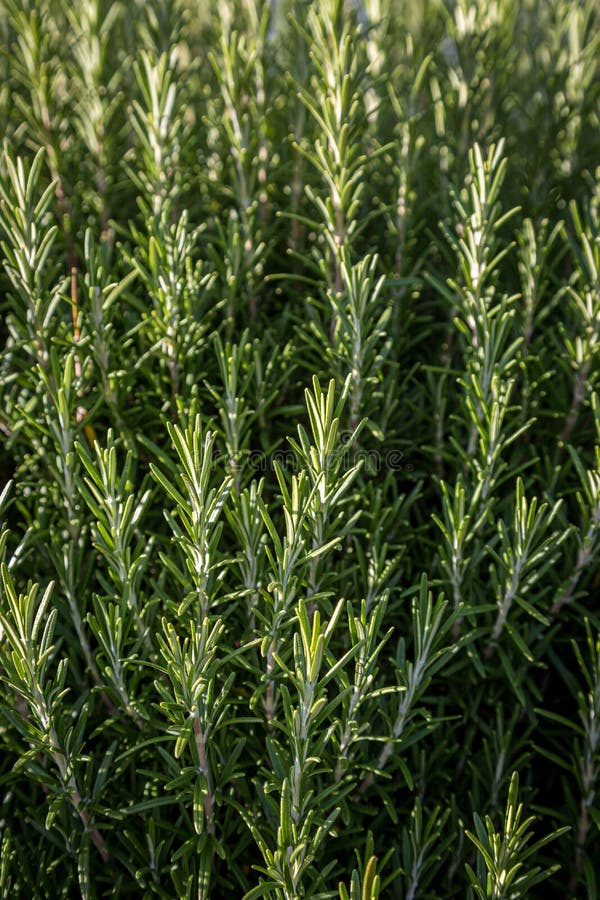 Rosemary bush stock photo. Image of plant, nature, round 29925408
